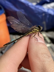 Phanogomphus hodgesi