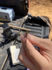 Phanogomphus hodgesi