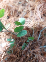 Bauhinia ramosissima