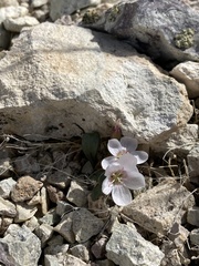 Claytonia peirsonii yorkii
