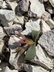 Claytonia peirsonii yorkii