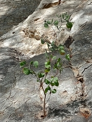 Bauhinia ramosissima