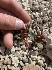 Claytonia peirsonii yorkii