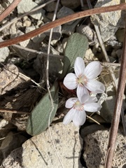 Claytonia peirsonii yorkii