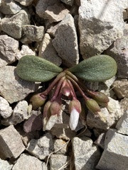 Claytonia peirsonii yorkii