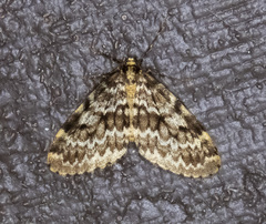 Malacodea pulchraria