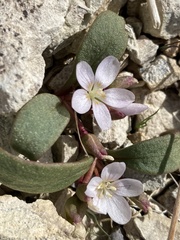 Claytonia peirsonii yorkii