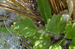 Ranunculus multiscapus