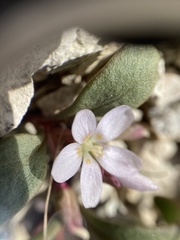 Claytonia peirsonii yorkii