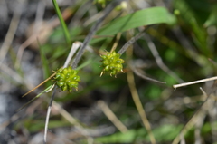Ranunculus multiscapus