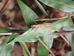 Sastrapada australica