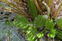 Ranunculus multiscapus