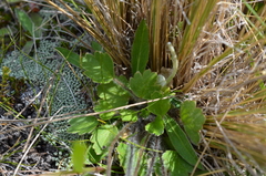 Ranunculus multiscapus