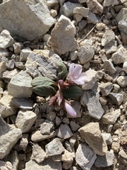 Claytonia peirsonii yorkii
