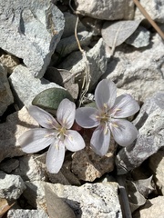 Claytonia peirsonii yorkii