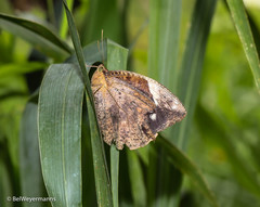 Dynastor darius ictericus