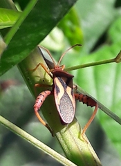 Crinocerus sanctus