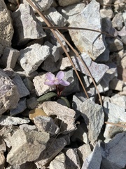 Claytonia peirsonii yorkii