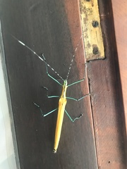 Tithonophasma tithonus