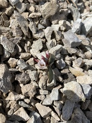 Claytonia peirsonii yorkii