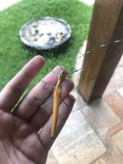 Tithonophasma tithonus