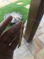 Tithonophasma tithonus