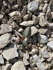 Claytonia peirsonii yorkii