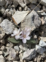 Claytonia peirsonii yorkii