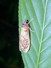 Symphlebia abdominalis