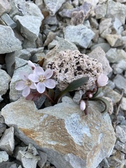 Claytonia peirsonii yorkii