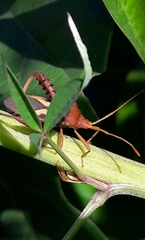 Crinocerus sanctus