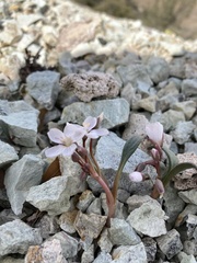 Claytonia peirsonii yorkii