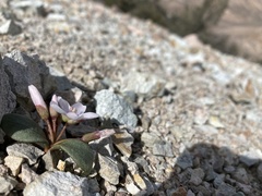 Claytonia peirsonii yorkii