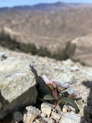 Claytonia peirsonii yorkii