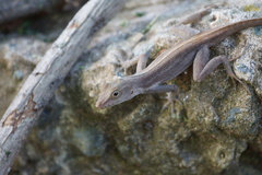 Anolis cristatellus cristatellus