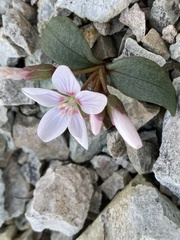 Claytonia peirsonii yorkii