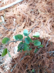 Bauhinia ramosissima