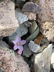 Claytonia peirsonii yorkii