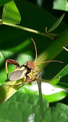 Crinocerus sanctus