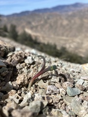 Claytonia peirsonii yorkii