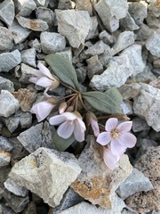 Claytonia peirsonii yorkii