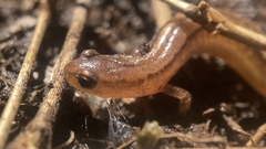 Eurycea chamberlaini