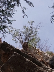 Bauhinia ramosissima