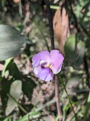Vigna vexillata angustifolia