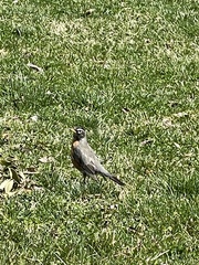 Turdus migratorius