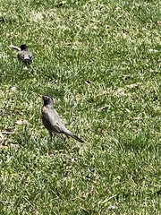 Turdus migratorius