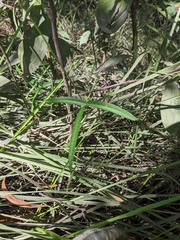 Vigna vexillata angustifolia