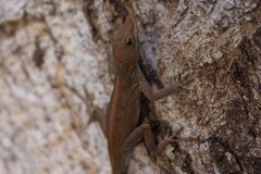 Anolis cristatellus cristatellus