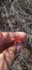 Anisacanthus pumilus