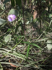 Vigna vexillata angustifolia